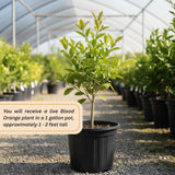 Blood Orange Tree, Indoor Outdoor Plant, 1-2 Ft Tall