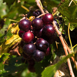 3 Delicious Grape Vine Live Plants, Well-Rooted Grape Vine, 3-5 Inch Tall