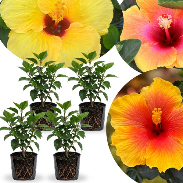 4 Red Yellow Hibiscus Live Plants, Large Bloom Shrub, 4-8 Inch Tall