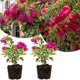 2 Raspberry Ice Bougainvillea Live Plants, Flowering Vine, 4-7 Inch Tall