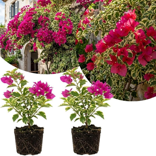 2 Raspberry Ice Bougainvillea Live Plants, Flowering Vine, 4-7 Inch Tall