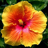 4 Red Yellow Hibiscus Live Plants, Large Bloom Shrub, 4-8 Inch Tall