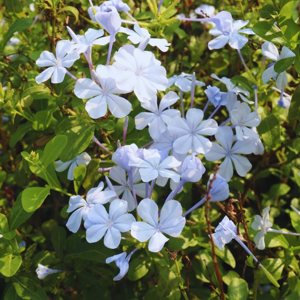 3 White Live Plumbago Plants, 5-7 Inch Tall