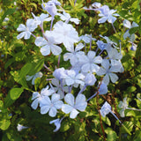 3 White Live Plumbago Plants, 5-7 Inch Tall