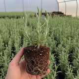 2 Creek Lavender Plants, Lavender Plants Live, 4-8 Inch Tall