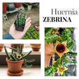 Lifesaver Starfish Zebrina Cactus Succulent Live Plants, Starter 2" Pot