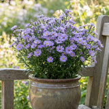 Lilac Aster Flower Plant, Live Perennial Plug with Blue Purple Blooms