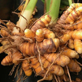 1lb Curcuma Turmeric Rhizomes