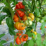 Big Red Tomato Live Plant 4-7 Inch Tall, 4 Inch Pot