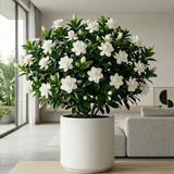 Gardenia Plant Live, Fragrant Flower Plant, 5-7 Inch Tall, 3.5 Inch Pot