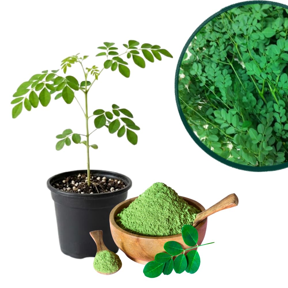 2 Moringa Oleifera Live Plants, Fast Growing Herb Tree, 3-6 Inch Tall