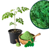 2 Moringa Oleifera Live Plants, Fast Growing Herb Tree, 3-6 Inch Tall