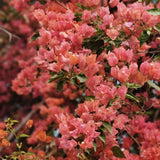Set 2 Blush Pink Bougainvillea Live Plant 5-7 Inch Tall
