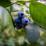 2 Elliott Blueberry Plants Live, Home Garden Plant, 4-7 Inch Tall