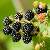 2 Navaho Thornless Blackberries Plant Live, Sweet Fruit, 4-7 Inch Tall