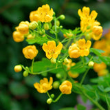 Set 2 Yellow Christmas Winter Cassia Plants Live, 4-8 Inch Tall