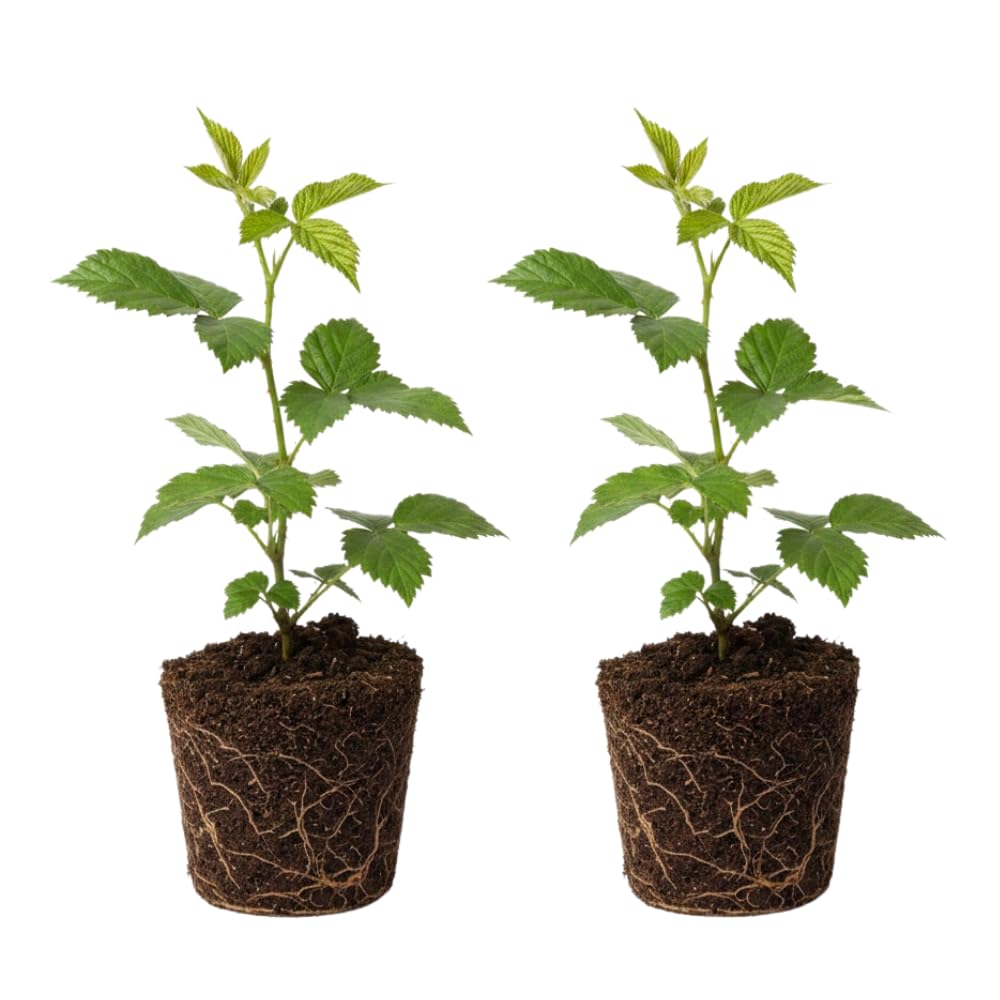 2 Ouachita Black Berry Plants, Blackberries Bush, 4-6 Inch Tall