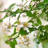 White Air Layered Finger Lime Live Plant, 1-2 Ft Tall, 3 Gallon Pot