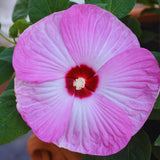 3 Pink Hibiscus Bushes Live Plants, Tropical Flowering Shrub, 4-6 Inch Tall