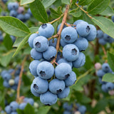 2 Elliott Blueberry Live Plant, Garden Berry Plant, 4-6 Inch Tall