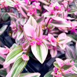 Pink Live Wandering Jew Plant, 3-6 Inch Tall, 3 Inch Pot