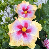Purple Yellow Hibiscus Plant 5-7" Tall