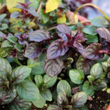 Chocolate Mint Plant Live, 4-5 Inch Tall, 3.5 Inch Pot