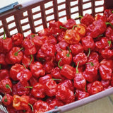 Red Jamaican Yellow Pepper Plants Live, 4-7 Inch Tall, 4 Inch Pot