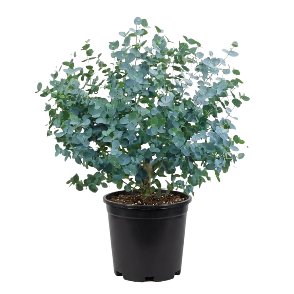 Eucalyptus Plant Live, Indoor Outdoor Tree, 4-6 Inch Tall
