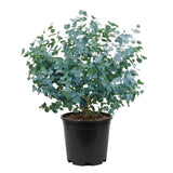 Eucalyptus Plant Live, Indoor Outdoor Tree, 4-6 Inch Tall