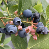 2 Sharpblue Blueberry Plant Live, Blueberry Bushes Plant, 4-7 Inch Tall