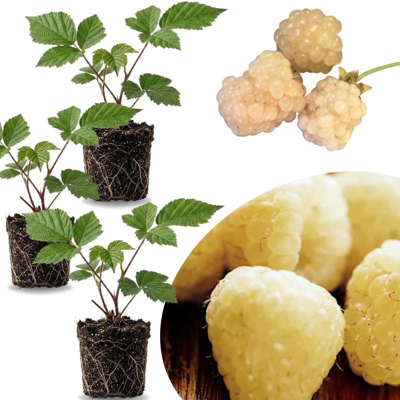 3 BlackBerry Live Plants, Berry Bush, 3-7 Inch Tall