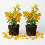2 Yellow Bougainvillea Live Plants, Ornamental Vine Plant, 4-6 Inch Tall