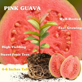 Pink Guava Tree Live Plant, 4-6 Inch Tall