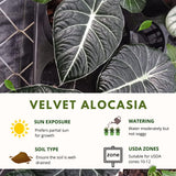 Velvet Alocasia Live Plant, Rare Tropical Plant, 2-4 Inch Tall