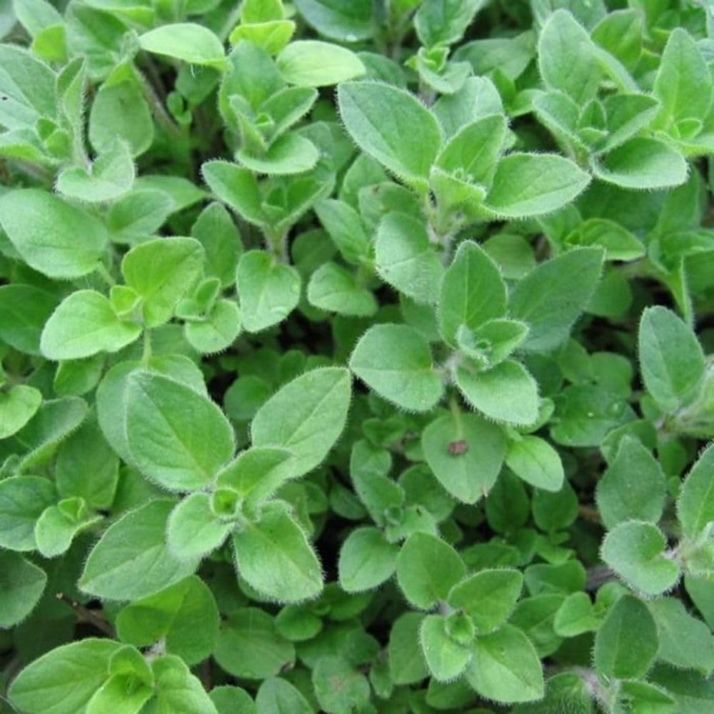 Set 3 Greek Oregano Live Plant 4-6" Tall