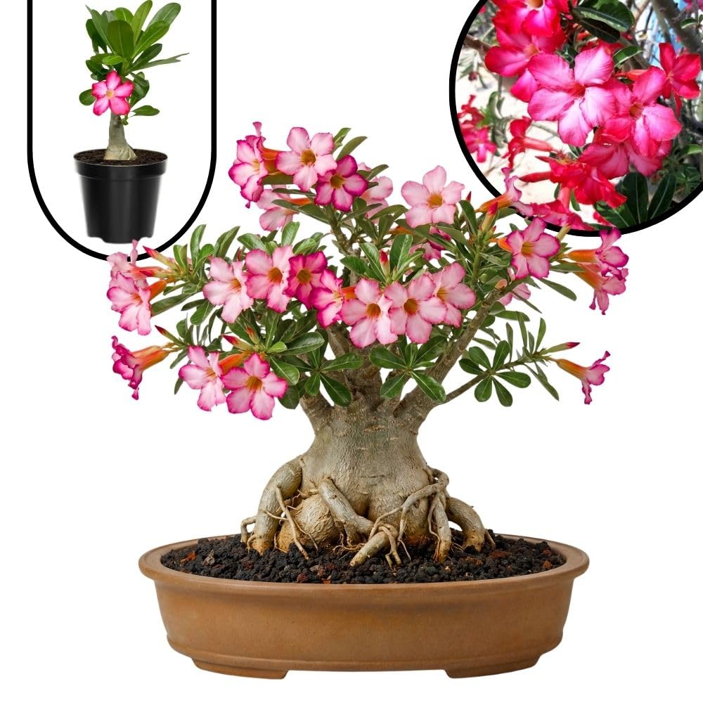 Pink Desert Rose Live Plant 4-7 Inches Tall