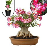 Pink Desert Rose Live Plant 4-7 Inches Tall