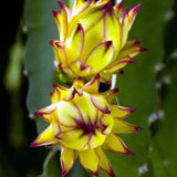 Yellow Dragon Fruit Live Plant, Edible Tropical Fruit Plant, 3-6 Inch Tall