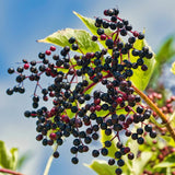 Black Elderberry Plant Live, 6-12 Inch Tall, Fast Growing Ornamental Elderberry Shrub, Outdoor Planting