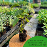 2 Triple Crown Black Berry Plants, Blackberries Bush, 4-6 Inch Tall