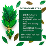 Bay Leaf Tree Live Plant, Fragrant Culinary Herb, 8-10 Inch Tall