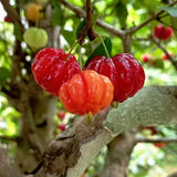 Surinam Cherry Tree Live Plant, Hardy Garden Plant, 4-7 Inch Tall