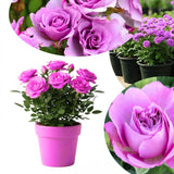 Miniature Rose Live Plant, Rose Bush Plant, 3-5 Inch Tall, 3.5 Inch Pot