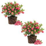 2 Pink Lemon Blueberry Plant Live, Blueberry Bushes Plant, 4-7 Inch Tall