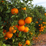 Valencia Orange Tree Live Plant, Fruit Plant Garden, 1-2Ft Tall, 1 Gallon