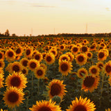 2 Yellow Sunflower Live Plants, Outdoor Garden Flower Plant, 3-5 Inch Tall