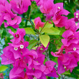 2 Purple Bougainvillea Live Plants, Trellis Vine Plant, 4-7 Inch Tall