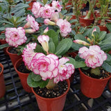 Pink Desert Rose Live Plant 4-7 Inches, Colorful Adenium Obesum Succulent Plants for Indoor Outdoor, Hardy, Ready to Grow