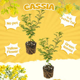 2 Cassia Live Plants, Yellow Cassia Flower Live Plant, 4-6 Inch Tall